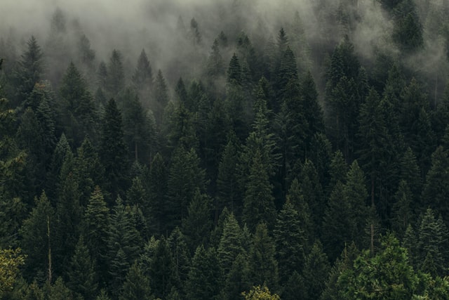 Trees alt text